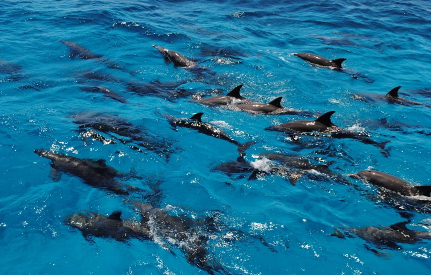 Dolphin House Snorkeling and Swimming with Dolphins