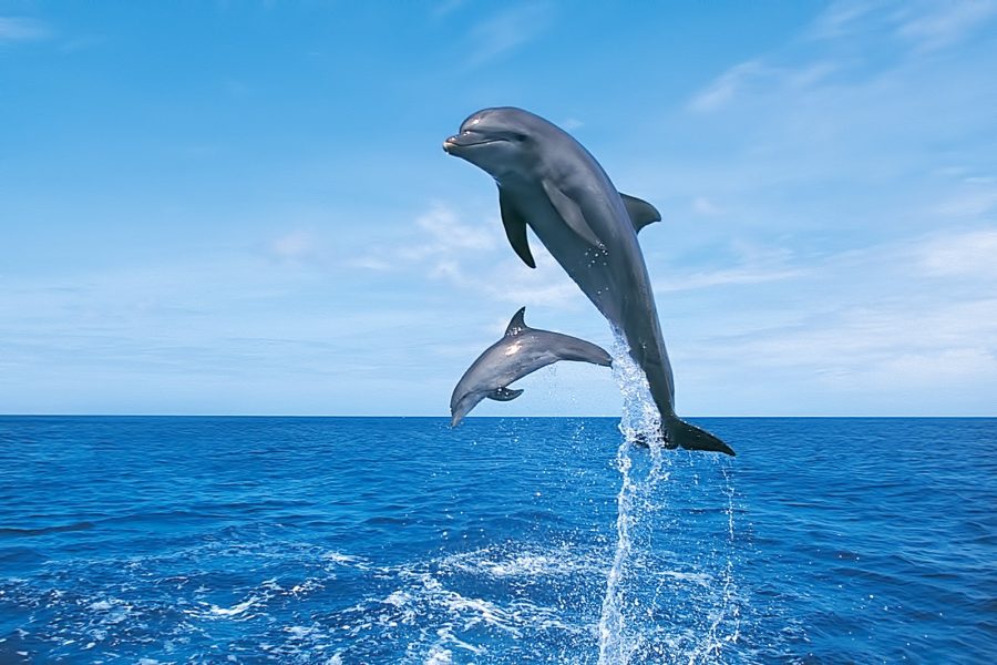 Dolphin House Snorkeling and Swimming with Dolphins