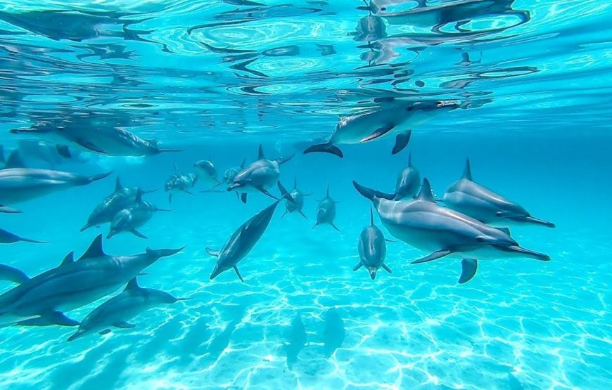 Dolphin House Snorkeling and Swimming with Dolphins