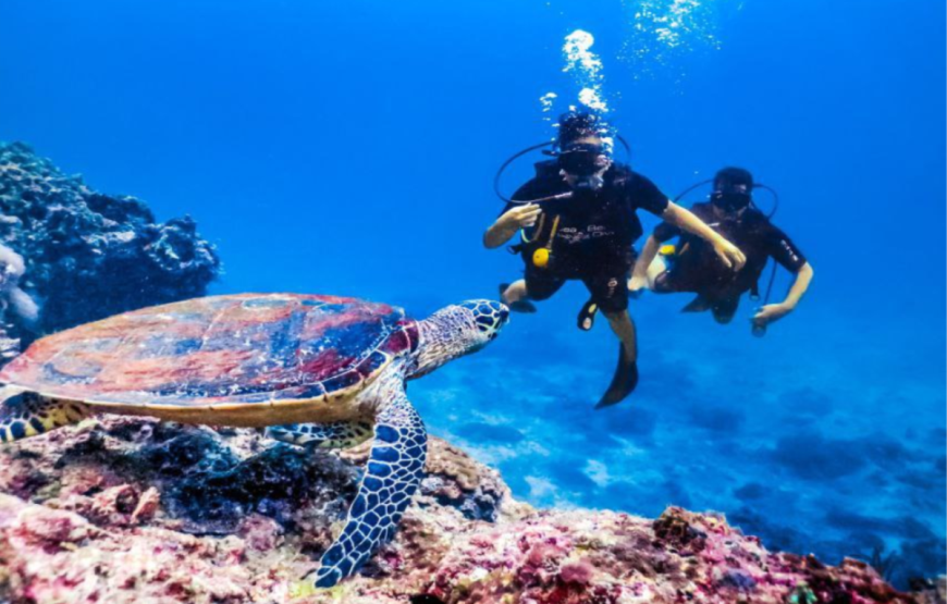 Paradise Island Snorkeling Day Tour